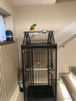 Papagaj senegalsky - 5