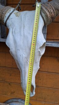 Lebka býka s rohmi dekorácia - 5