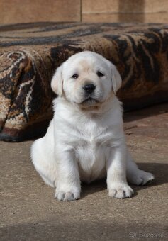 LABRADOR RETRIEVER s PP - 5
