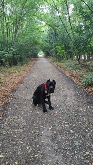 Cane corso - 5