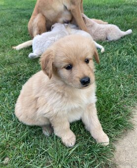 Šteniatka - labrador, retriever - 5