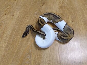 Python regius piebald - dve dospelé samice - 5