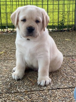 Labrador retriever žlté šteniatka s PP - 5