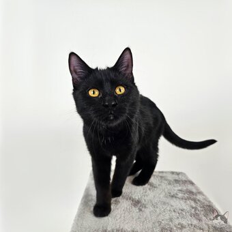 Drobunká POPPY hľadá domov - 5