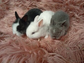 Zakrslí zajkovia - 5