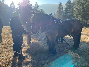 Ťažný kôň predaj - 5