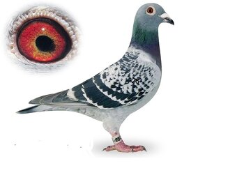 Poštové holuby - 5