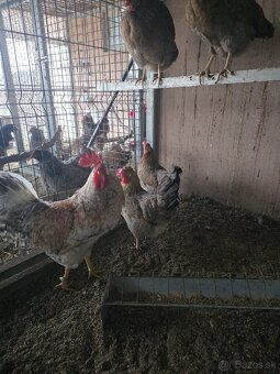 Nasadove vajíčka - 5