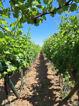 Predáme vinicu s chatkou pri Podhájskej - 5