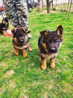 Nemecky ovčiak šteniatka - 5