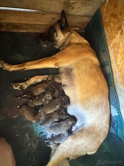 Belgicky ovčiak Malinois - 5
