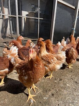 Tetra sl nosnice - 5