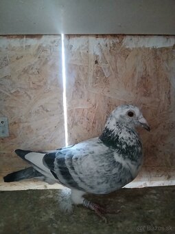 Poštové holuby - 5