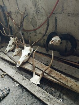 Trofeje na predaj - 5