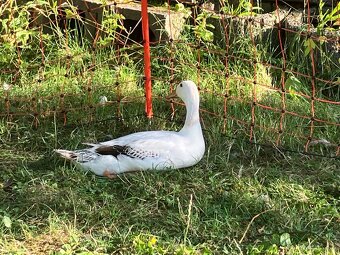 Indicky bezec, kacky na predaj - 5