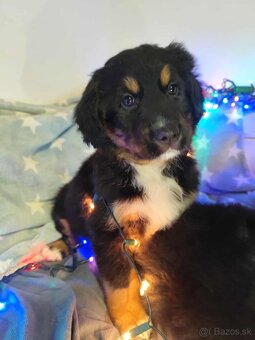 Bernský salašnícky - 5