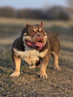 American Bully - 5