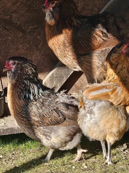 Nasadove vaj.araucana lavender,araucana,hodvabnicka usa - 5