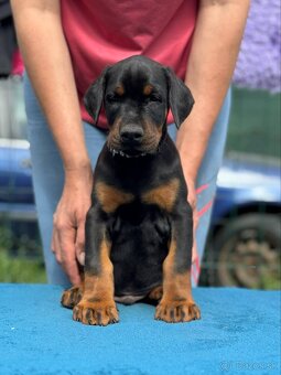 Doberman s PP FCI - 5