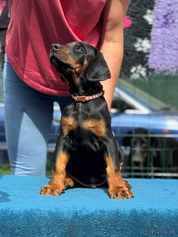 Doberman s PP FCI - 5