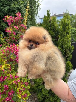 Pomeranian FCI - 5