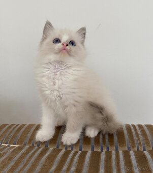 Ragdoll bez pp - 5
