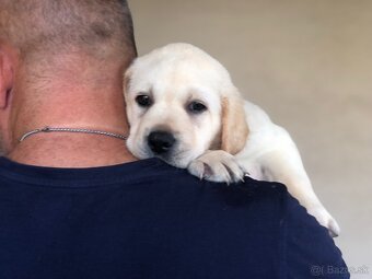 Labrador retriever - 5