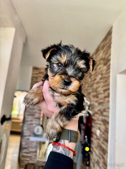 Yorkshire terrier - 5