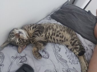 Krasny tigrik hlada domov - 5