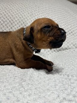 Rhodesian Ridgeback s preukazom pôvodu - 5