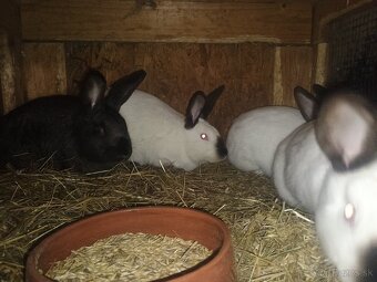 Kalifornský hyla - 5