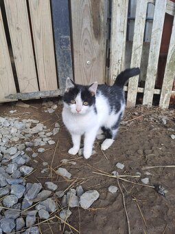 Darujem mačiatka - 5