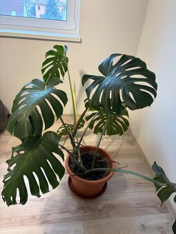 Monstera - 5