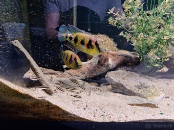 Predam Hemichromis elongatus Minna Niger F1 - 5
