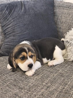 Beagle, bígel, bígl - 5