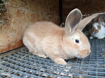Mix králiky - 5
