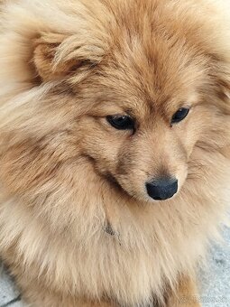 Pomeranian nemecký špic mix. - 5