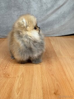 Pomeranian mini - 5