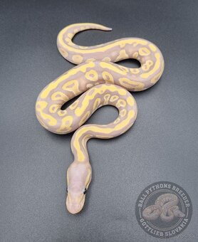 Ball Python- Python Regius - 5