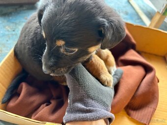 Darujem Šteniatka - 5