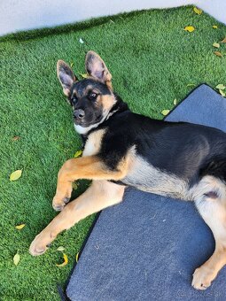 Nemecký Ovčiak - 5