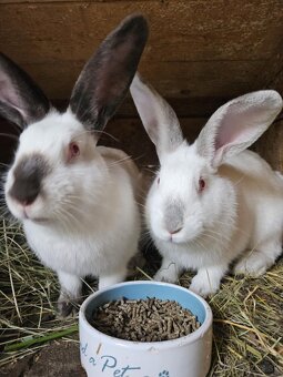 Kalifornský kralik - 5