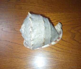 morská mušľa Prilbovka (Cassis) - 5