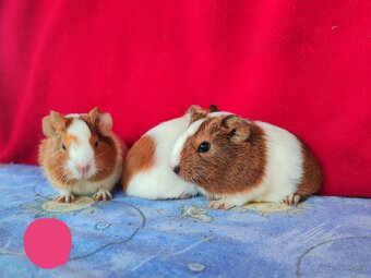 Morské prasiatka, morča, morčatá 🐹 - 5