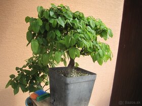 bonsai,bonsaj-hrab 5 - 5