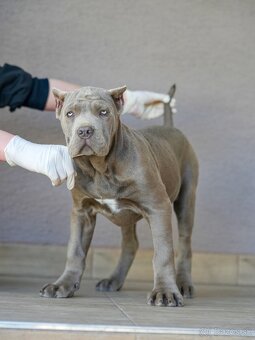 Bandog - 5
