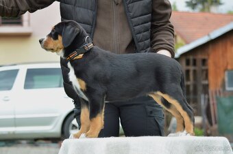 Veľký švajčiarský salašnícky pes - 5