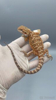 Agama bradata / pogona vitticeps - 5