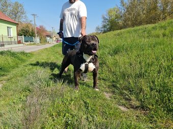 American bully xl - 5