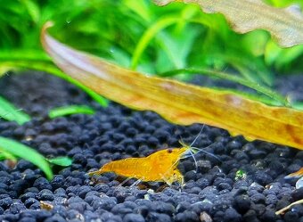 Neocaridina Orange Fire Skyfish - 5